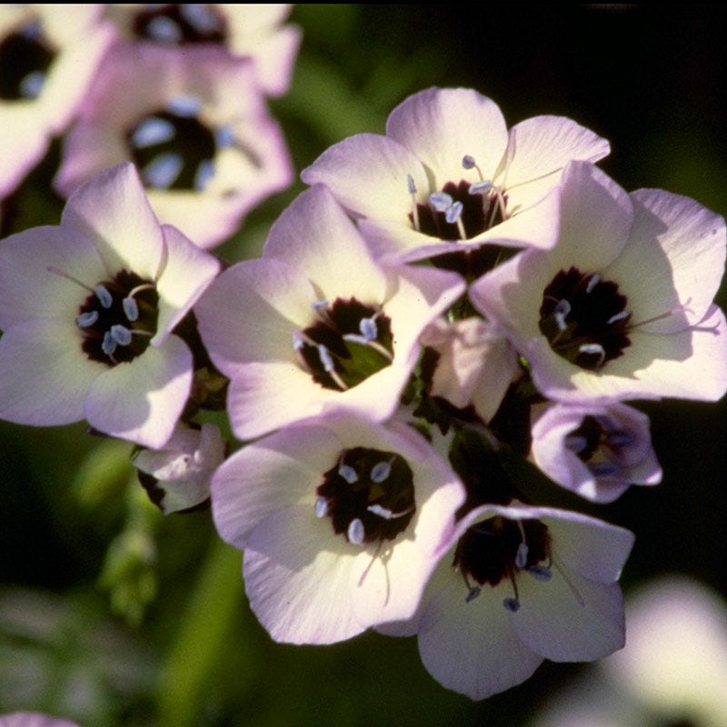cz plants Geranium macrorrhizum 'Czakor', Hardy Geranium main image 0