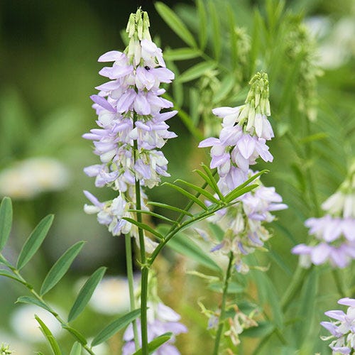 goat weed plant seeds Goat's Rue Seeds, Tephrosia virginiana