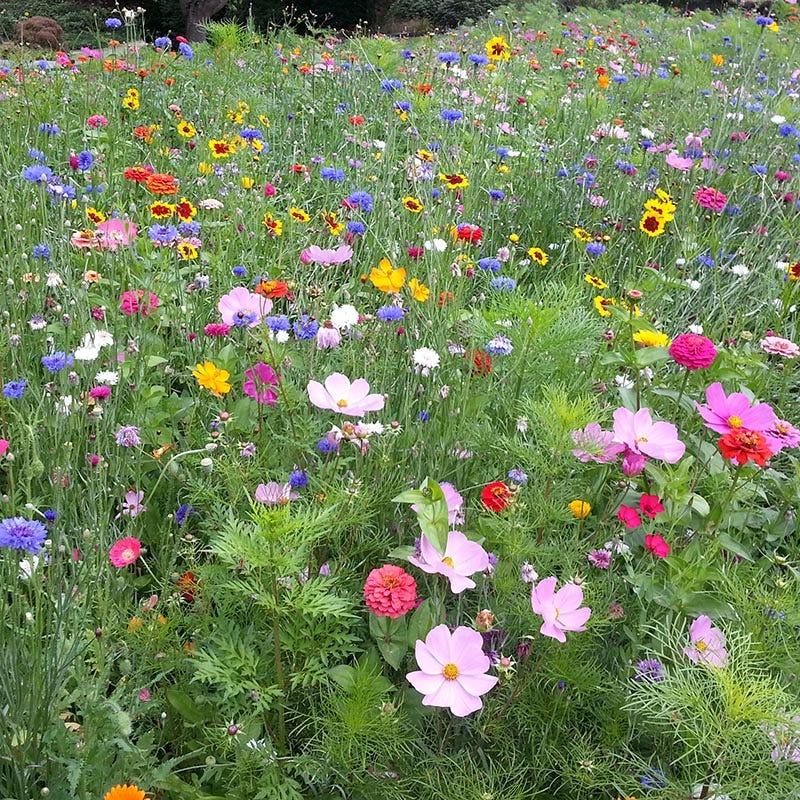 wild flower seeds on grass Golf Course Quick Color Wildflower Seed Mix