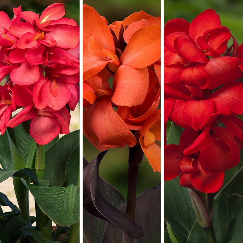 Happy Hummingbird Canna Collection | American Meadows