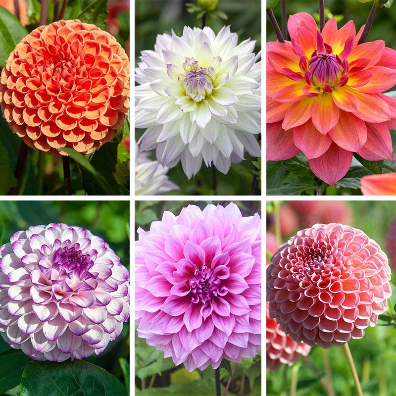 dahlia potted plants for sale Harmonic Dahlia Collection