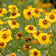 Helenium autumnale
