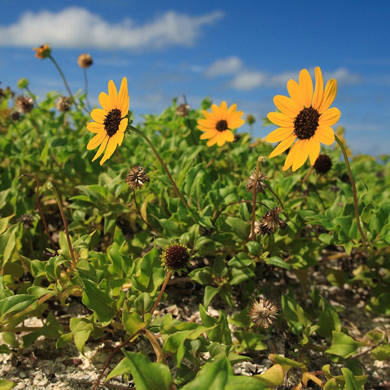 planting sunflower seeds in florida Beach Sunflower Seeds