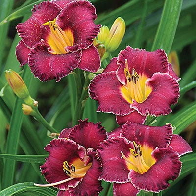 Night Whispers Daylily, Hemerocallis | American Meadows
