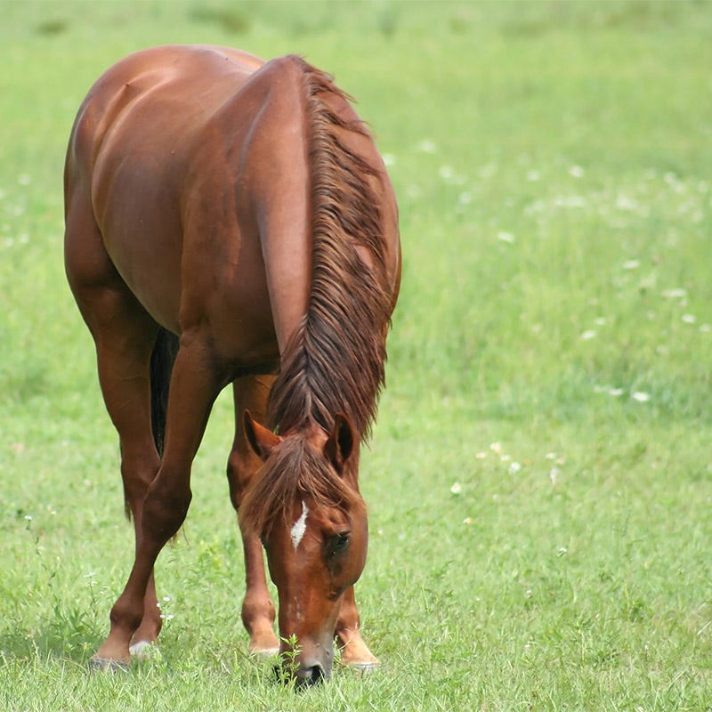 horse friendly wildflower seeds 25 lb Horse Pasture and Hay Seed Mix by American Meadows