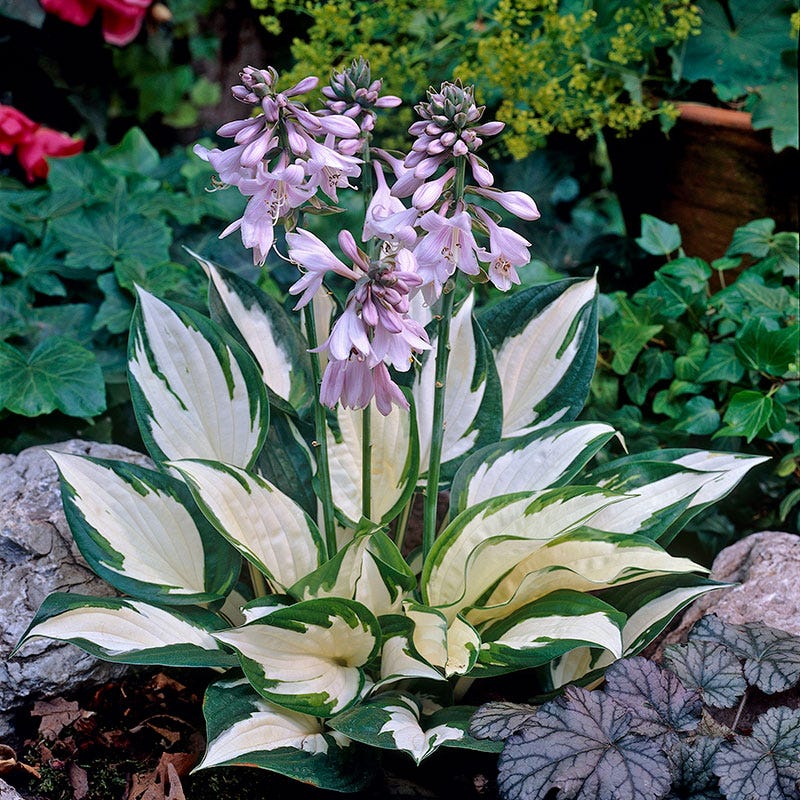 perennial hostas plantain lily flower Fire and Ice Hosta | Purple