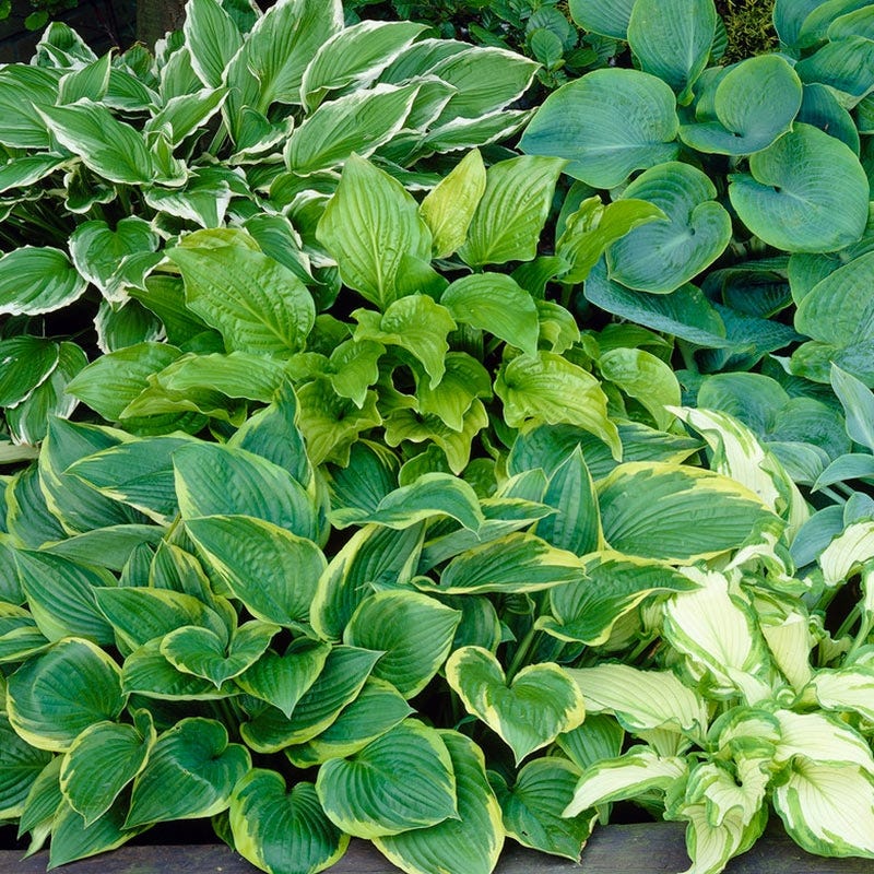 Variegated Hosta Mix, Plantain Lily