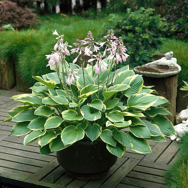 hosta jardin perennials lily flower Aureomarginata Hosta, Plantain Lily
