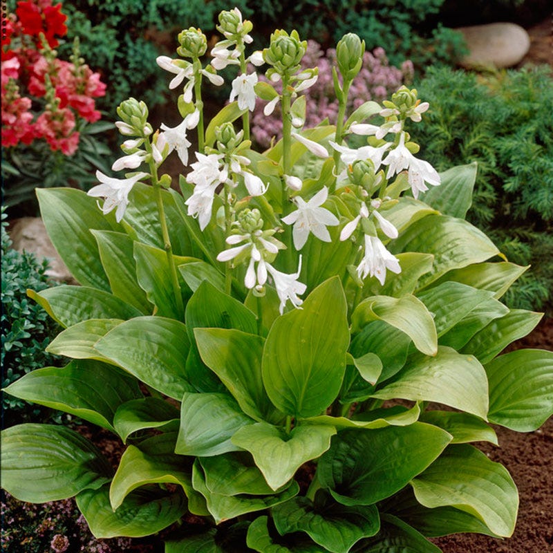 Royal Standard Hosta, Plantain Lily