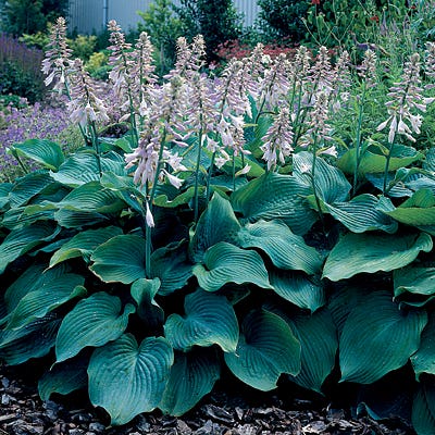 potted hosta plants for sale Blue Angel Hosta | White
