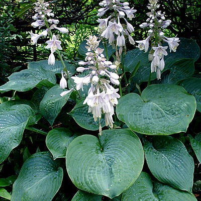 plantain lily flower Elegans Hosta Elegans, Plantain Lily