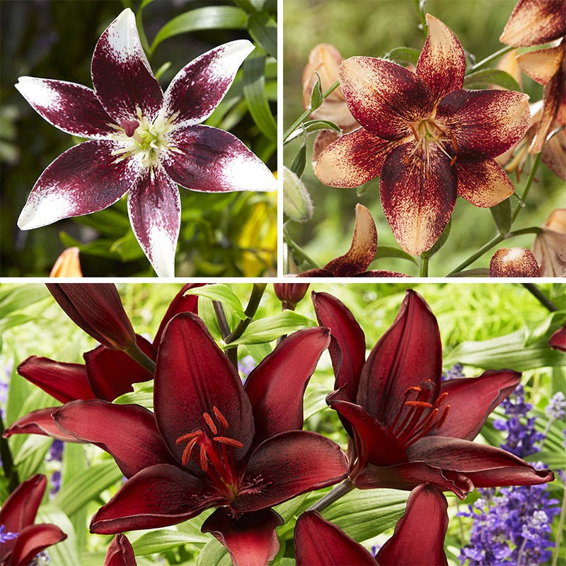 noela imakon lily flower Hot Chocolate Lily Bulbs Mix, Lilium