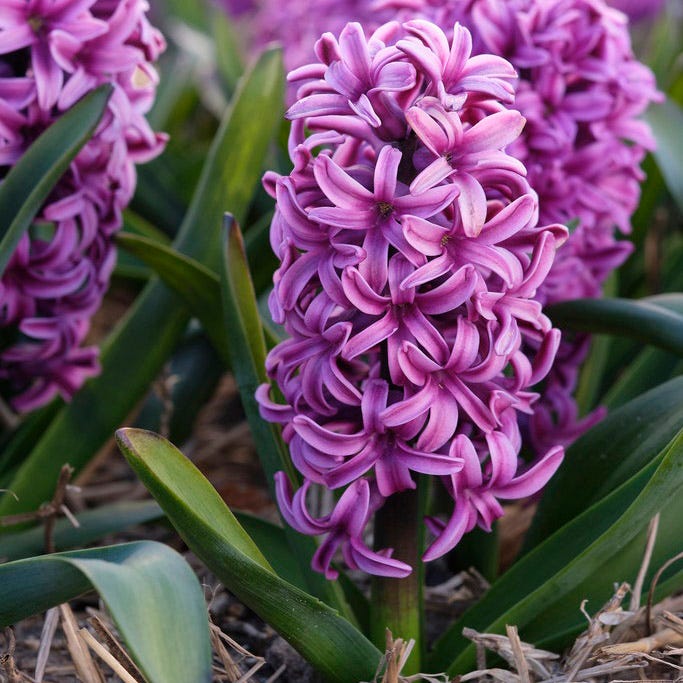 Miss Saigon Hyacinth, Hyacinthus | American Meadows