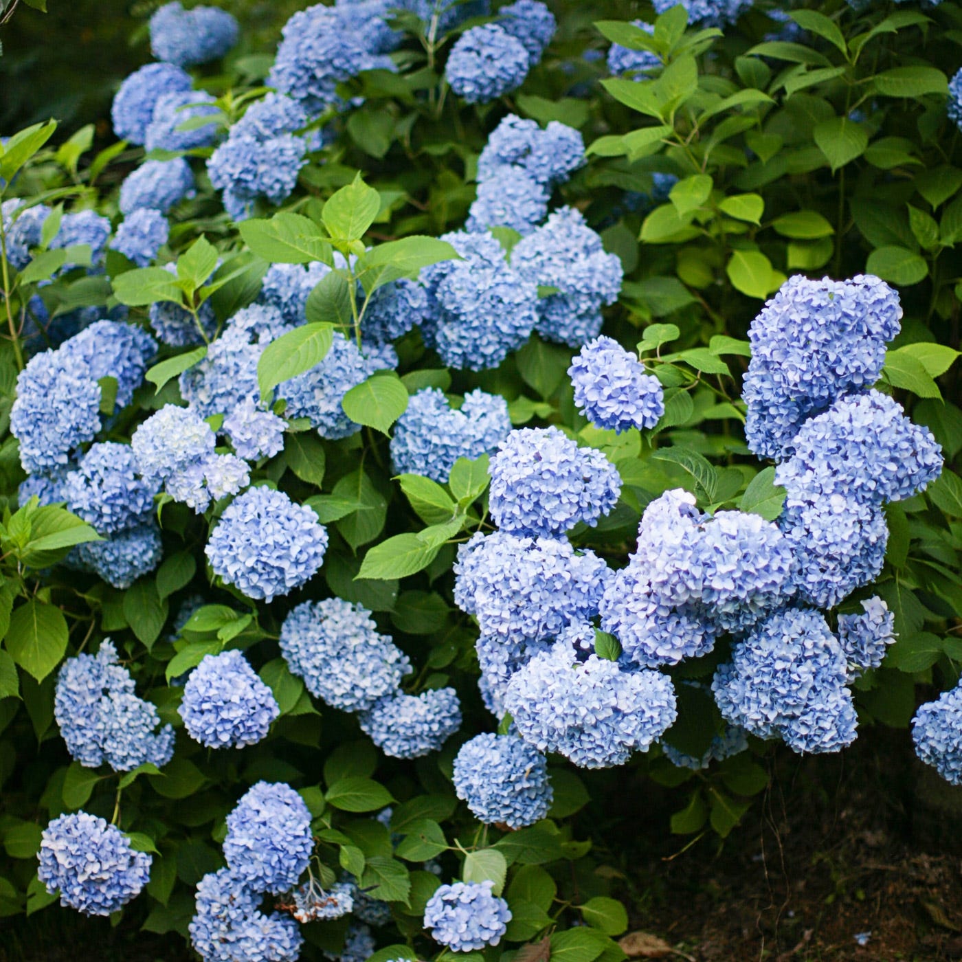 25 seeds blue pink purple hydrangea seed flower perennial Nikko Blue Hydrangea