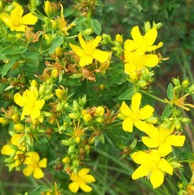 st john's wort plant seeds St. John's Wort Seeds | Yellow