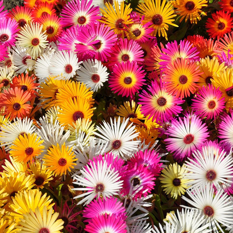 common ice plant seeds Ice Plant Seeds