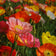 Iceland Poppy Seeds|Iceland Poppy Wildflower Seeds, Papaver nudicaule, red and pink and yellow and orange iceland poppy wildflowers