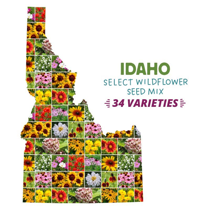 idaho native wildflower seeds Idaho Select Wildflower Seed Mix