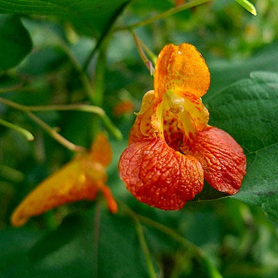 touch me not plant indoor or outdoor Touch Me Not Seeds, Jewelweed, Impatiens capensis