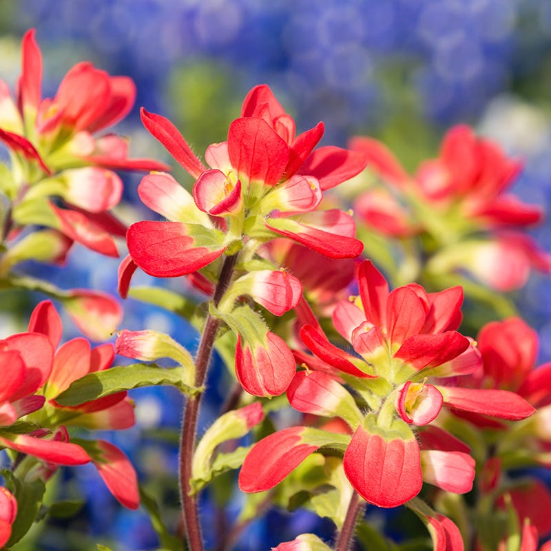 Scarlet Paintbrush Seed Packet, Castilleja coccinea