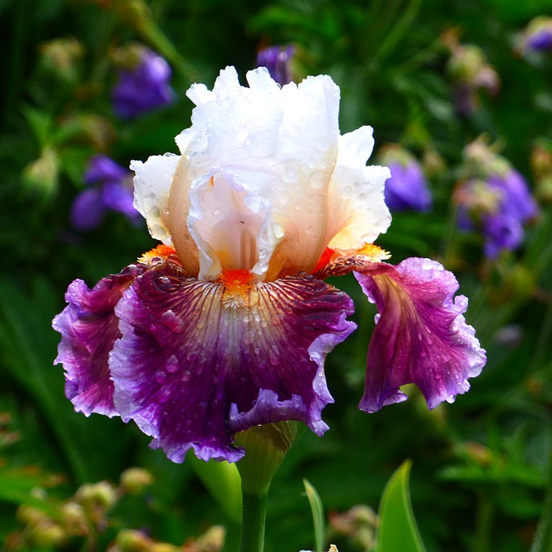 PlantFiles Pictures: Miniature Dwarf Bearded Iris 'Alpine Lake' (Iris PlantFiles Pictures: Miniature Dwarf Bearded Iris 'Alpine Lake' (Iris