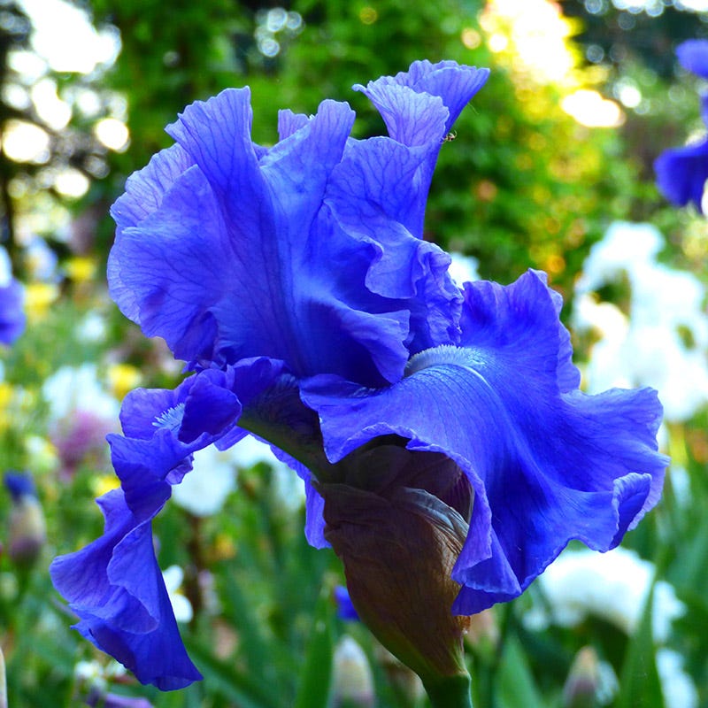 Deschutes Bearded Iris, Iris germanica | American Meadows