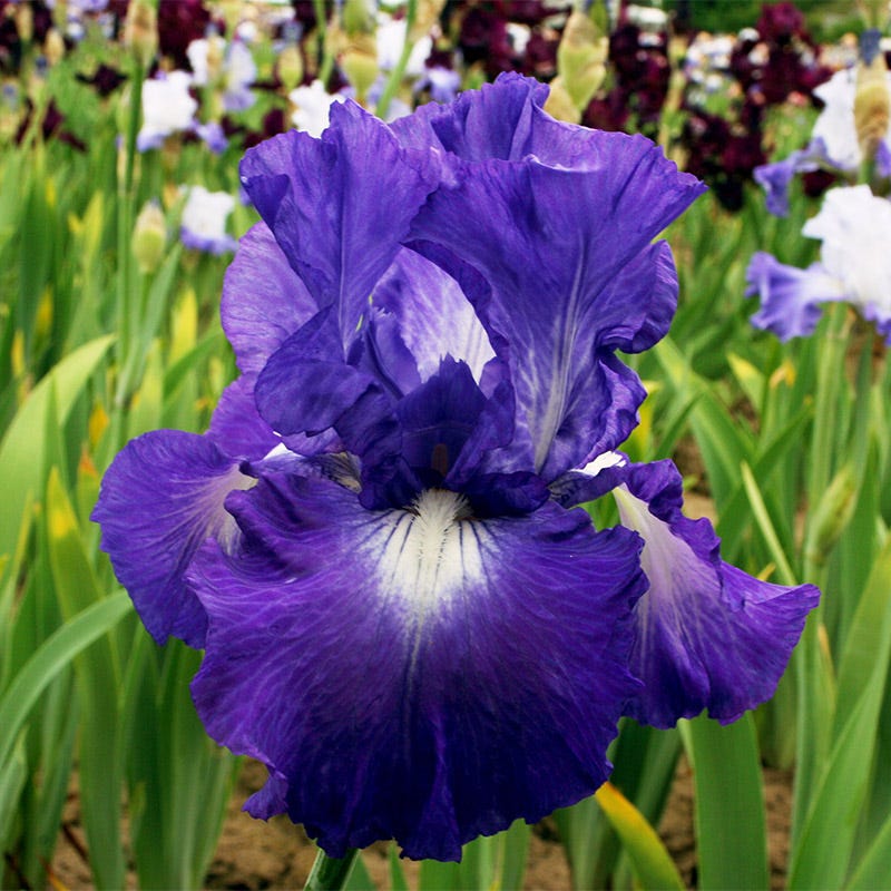 Speed Limit Reblooming Bearded Iris, Iris germanica | American Meadows