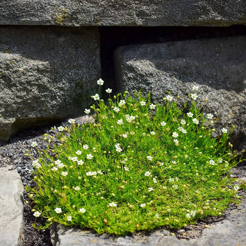 planting irish moss seeds Irish Moss