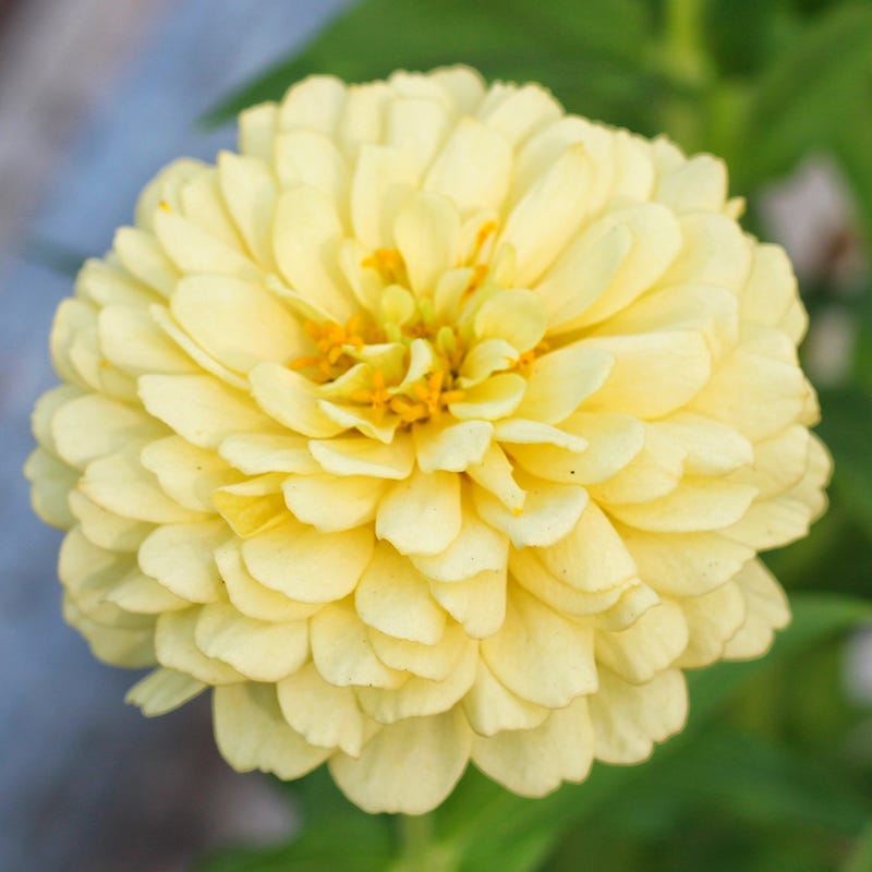 flower seeds zinnia Isabellina Zinnia Seeds