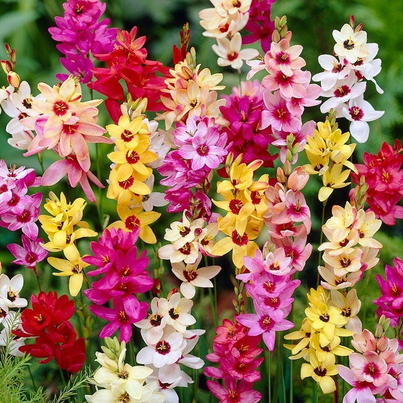 Ixia Mix, Wand Flower | American Meadows