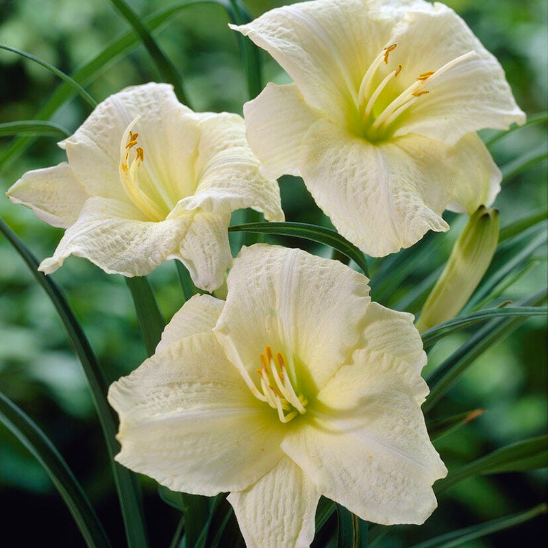 day lily white Joan Senior Reblooming Daylily | White