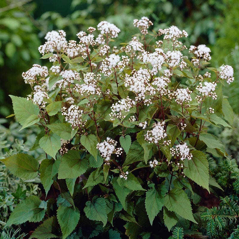 Chocolate Joe Pye Weed, Eupatorium