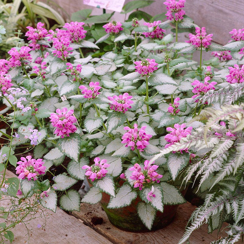 purple flower succulent ground cover Dragon Lamium | Purple | Plant