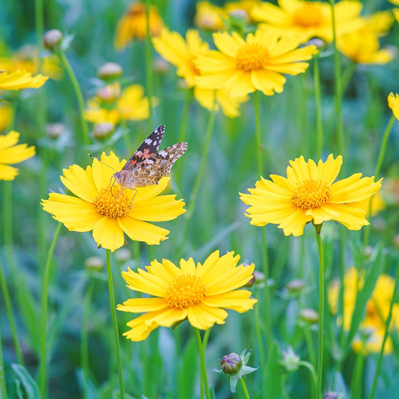 tick seed flower Lanceleaf Coreopsis | Yellow | Plant