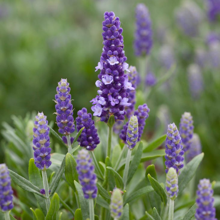 picture of lavender flower Blue Spear English Lavender, Lavandula angustifolia