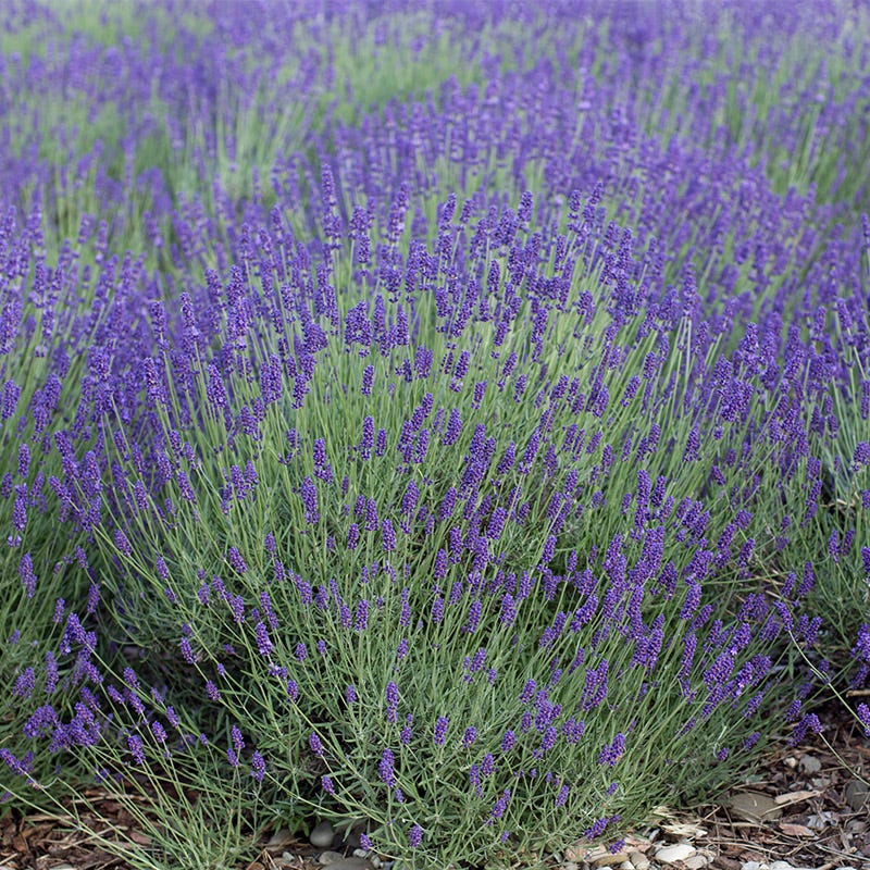 Lavender Seeds Munstead, Lavandula angustifolia | American Meadows