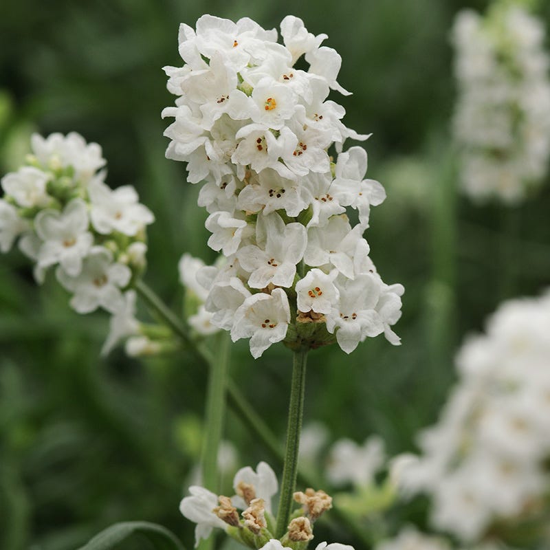 lavender elegance plant Ellagance Snow English Lavender | White | Plant