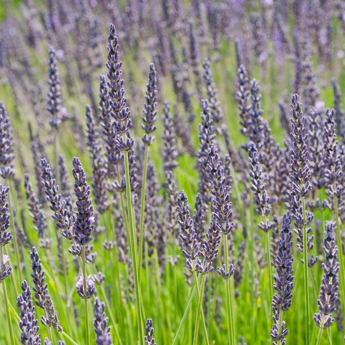 grosso lavender plants Grosso Lavender | Purple | Plant