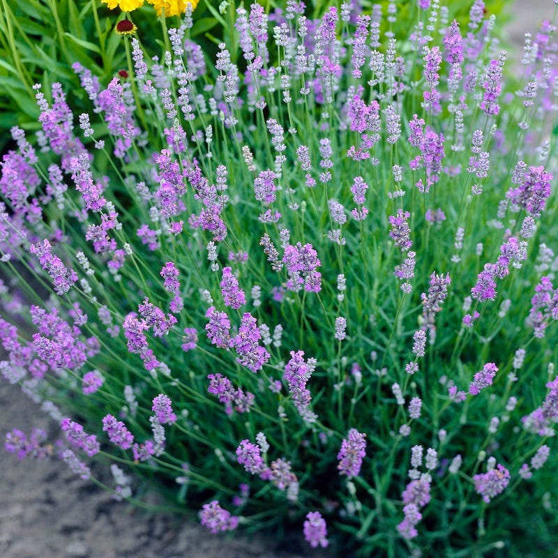 Blue Cushion English Lavender | Plant
