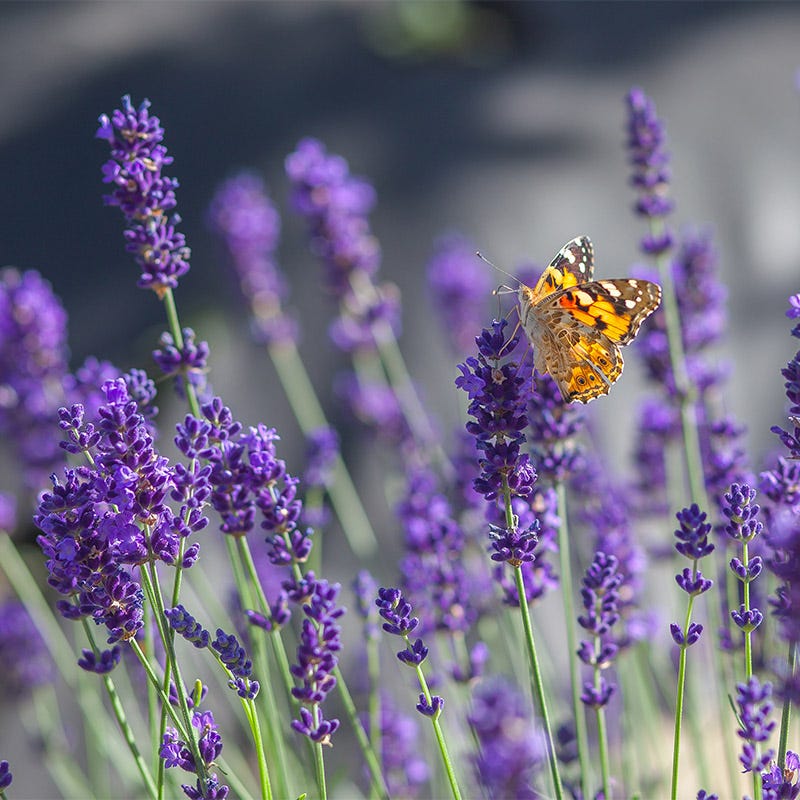 does english lavender flower Superblue English Lavender, Lavandula