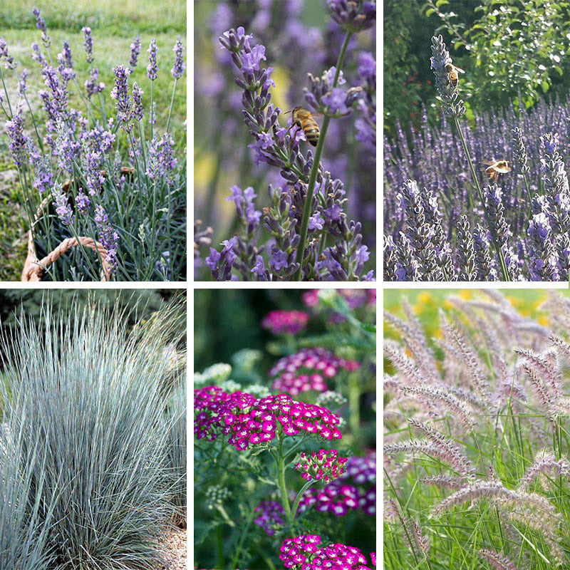 roberta's lavender plants Lavender Retreat Plant Collection