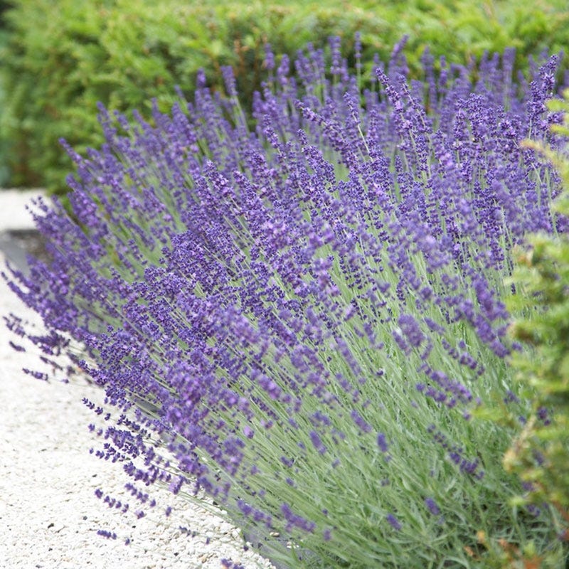 vera lavender plant Vera English Lavender, Lavandula| American Meadows