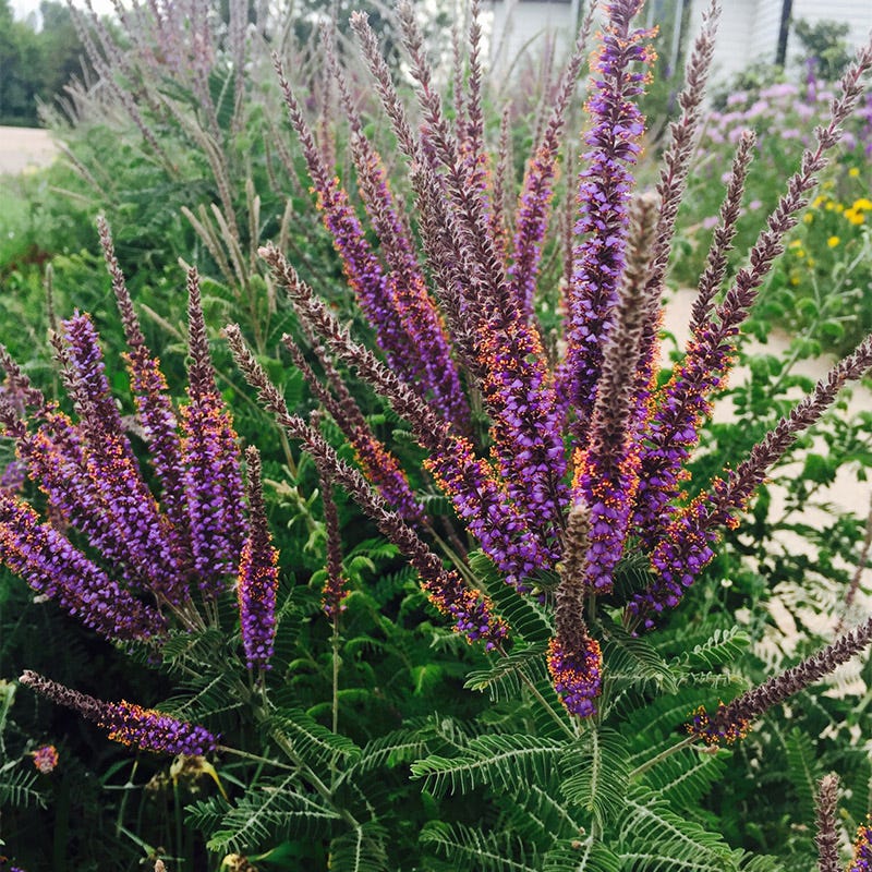 lead plant seeds Lead Plant Seeds | Purple