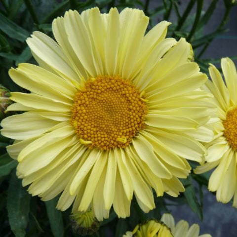 sunbeam light show flower seed Real Sunbeam Shasta Daisy, Leucanthemum
