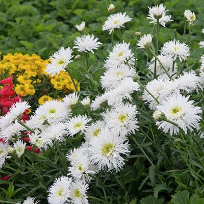Crazy Daisy Shasta Daisy, Leucanthemum | American Meadows