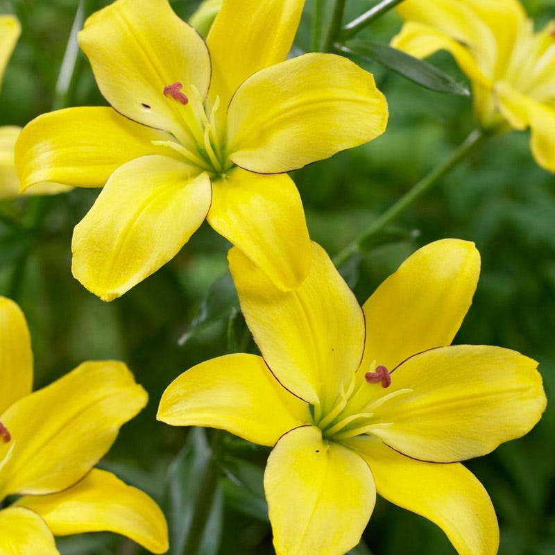 asiatic lily yellow leaves Yellow Cocotte Lily | Lilium asiaticum