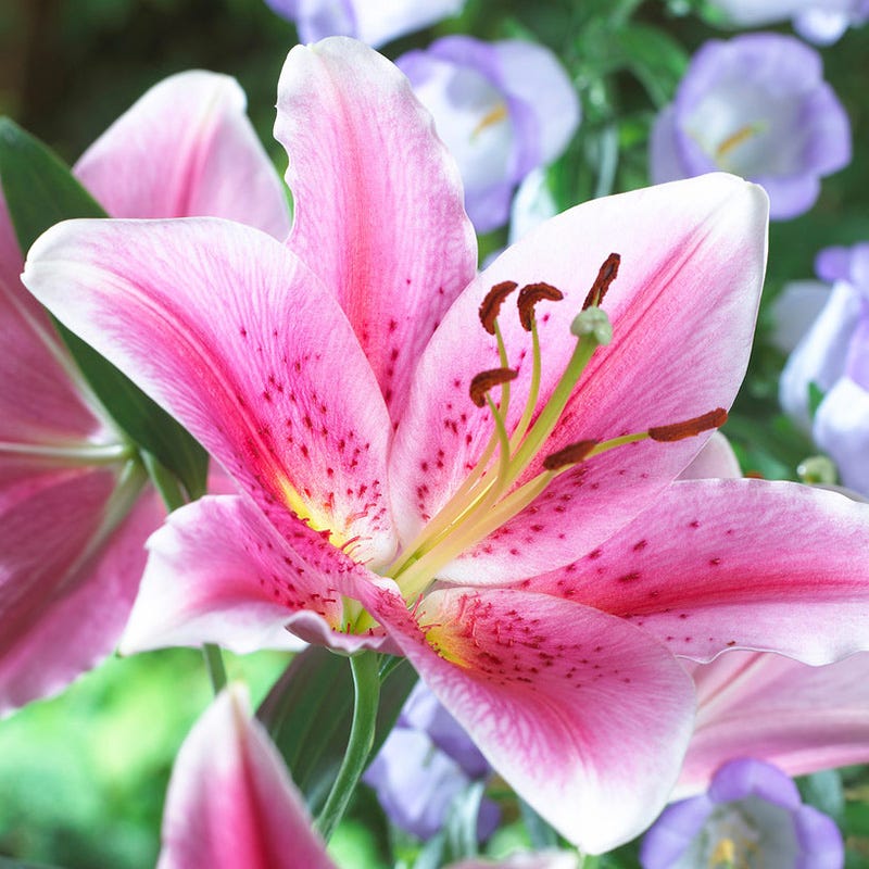 oriental lily flower cost Mona Lisa Oriental Lily | Pink