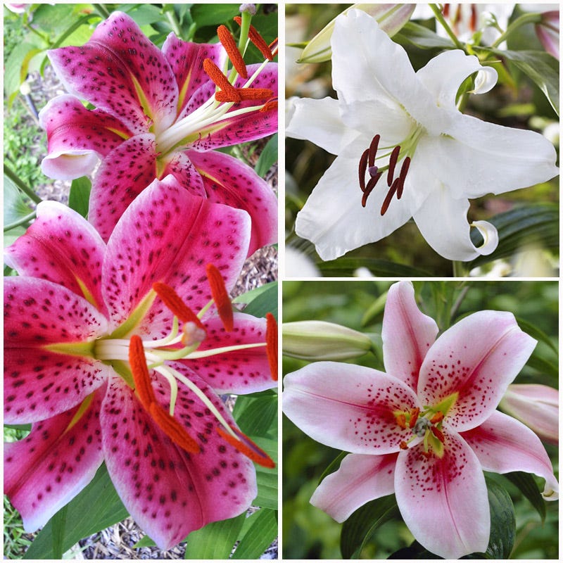 fragrant asiatic lilies Oriental Lily Bulbs Mix - Lilium