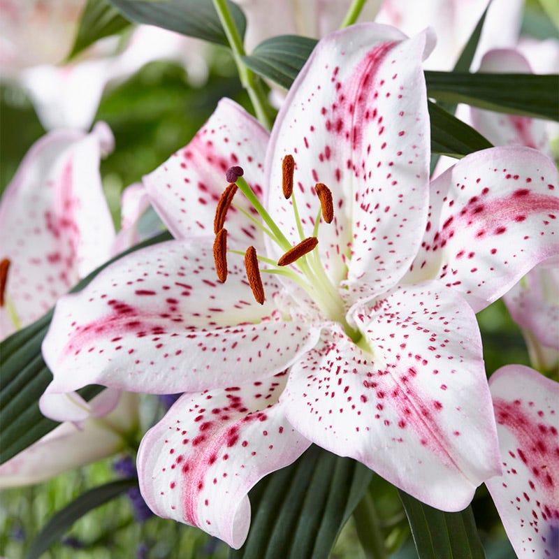 oriental lily indoor plant care Solution Oriental Lily Bulbs, Lilium