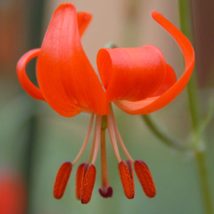turk's cap lily flower Turk's Cap Lily Bulbs, Lilium superbum